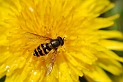 Syrphus vitripennis - A